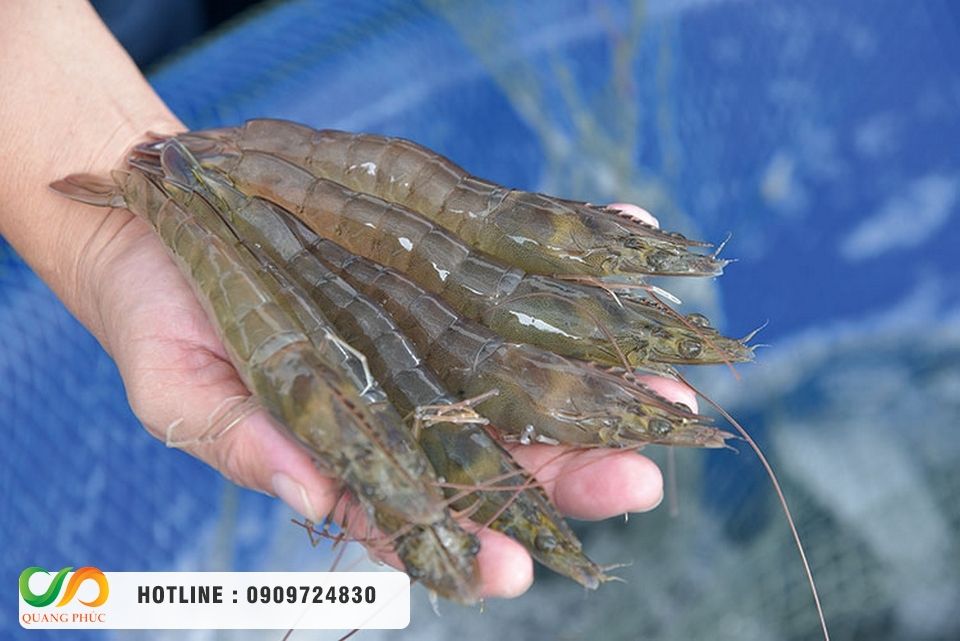 Chọn mua màng chống thấm HDPE, thi công bạt HDPE chọn Môi Trường Quang Phúc